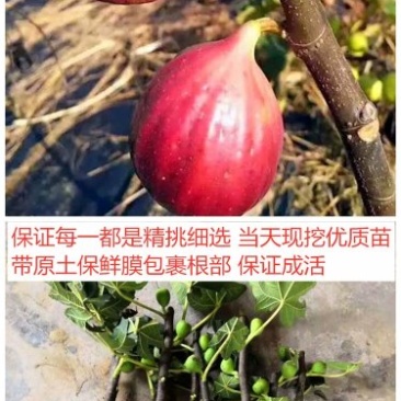波姬红无花果苗大量出售无花果苗基地直发