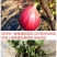 波姬红无花果苗大量出售无花果苗基地直发