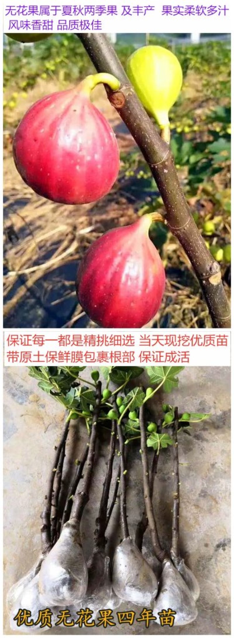 波姬红无花果苗大量出售无花果苗基地直发