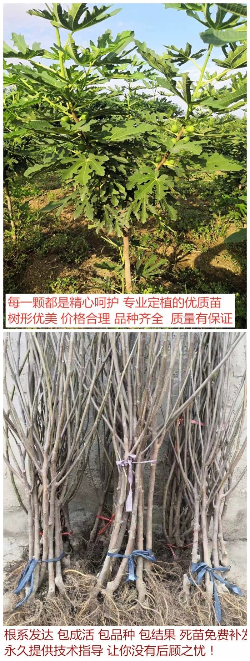 波姬红无花果苗大量出售无花果苗基地直发