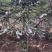 波姬红无花果苗大量出售无花果苗基地直发
