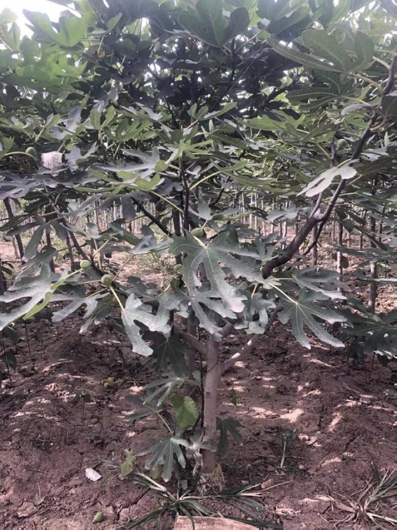 波姬红无花果苗大量出售无花果苗基地直发