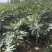 波姬红无花果苗大量出售无花果苗基地直发