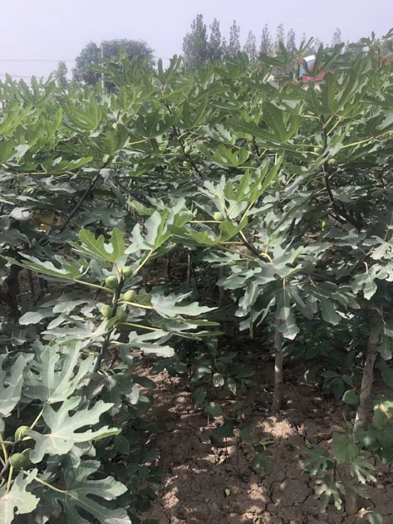 波姬红无花果苗大量出售无花果苗基地直发