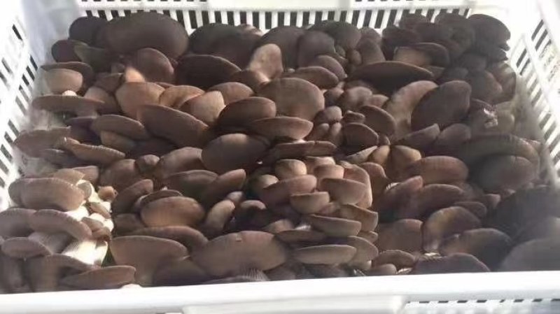 需要的联系，航天品质，地摊价格