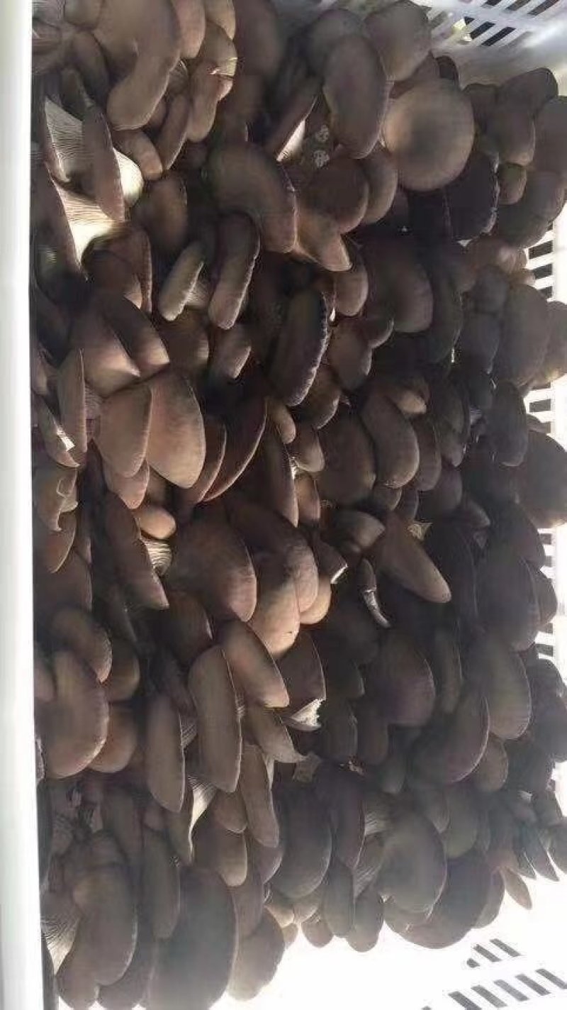 需要的联系，航天品质，地摊价格
