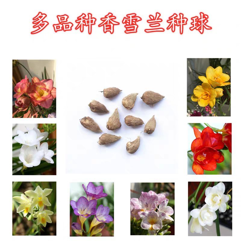 香雪兰秋天播室内易种耐寒香雪兰四季播易活兰花