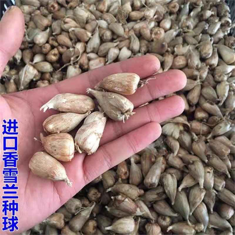 香雪兰秋天播室内易种耐寒香雪兰四季播易活兰花