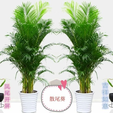 【常年青绿原土包邮】散尾葵凤尾竹盆栽袖珍椰子绿植吸甲醛净