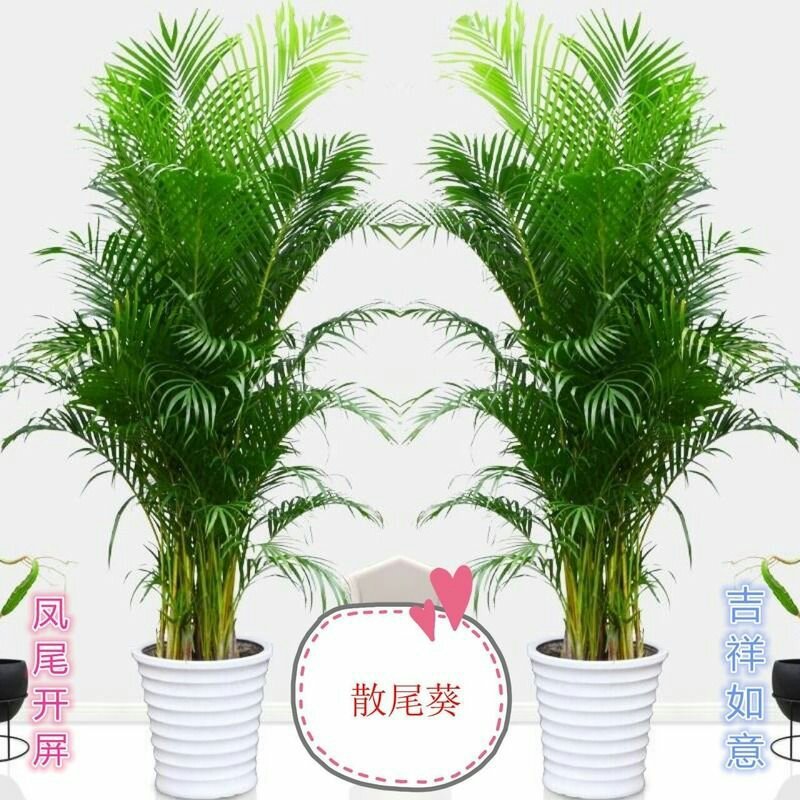【常年青绿原土包邮】散尾葵凤尾竹盆栽袖珍椰子绿植吸甲醛净