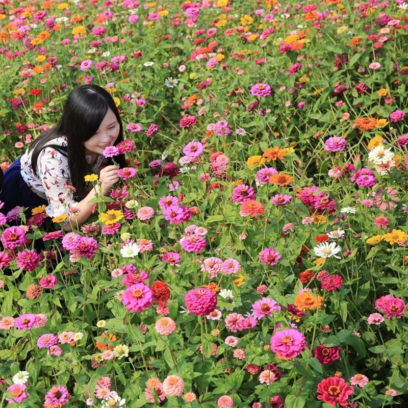 百日草种子，四季易播野花组合花卉种籽景观花海百日菊花籽包