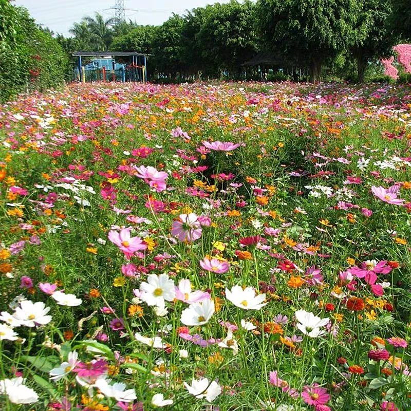 百日草种子，四季易播野花组合花卉种籽景观花海百日菊花籽包