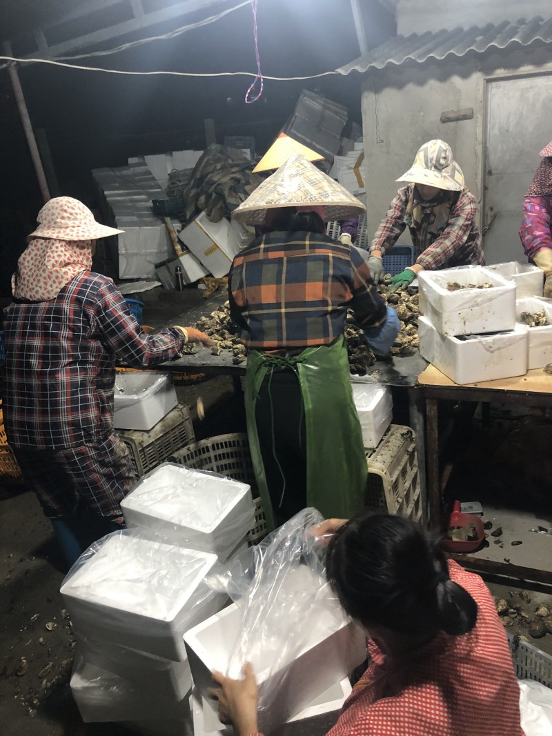 生蚝福建蚝肥美小蚝牡蛎海蛎产地直销全国市场社区团购