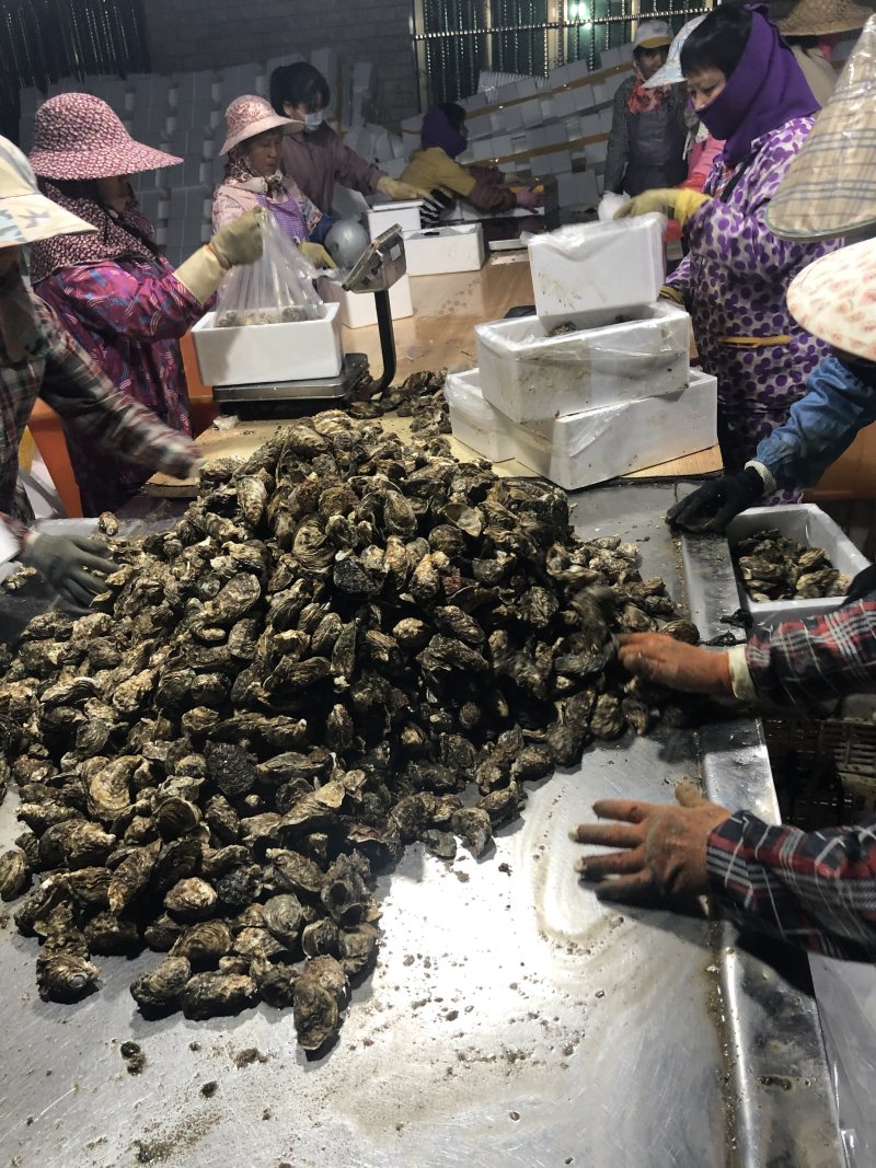 生蚝福建蚝肥美小蚝牡蛎海蛎产地直销全国市场社区团购