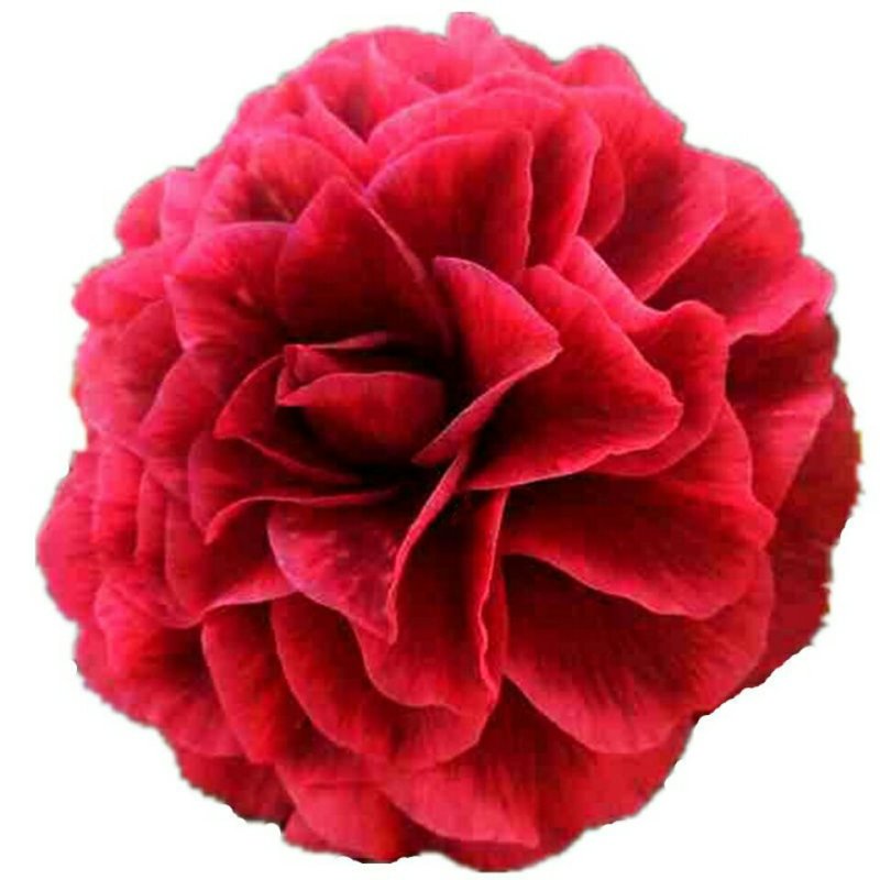 【当年开花】茶花树苗盆栽山茶花苗耐寒室内阳台庭院地栽花卉