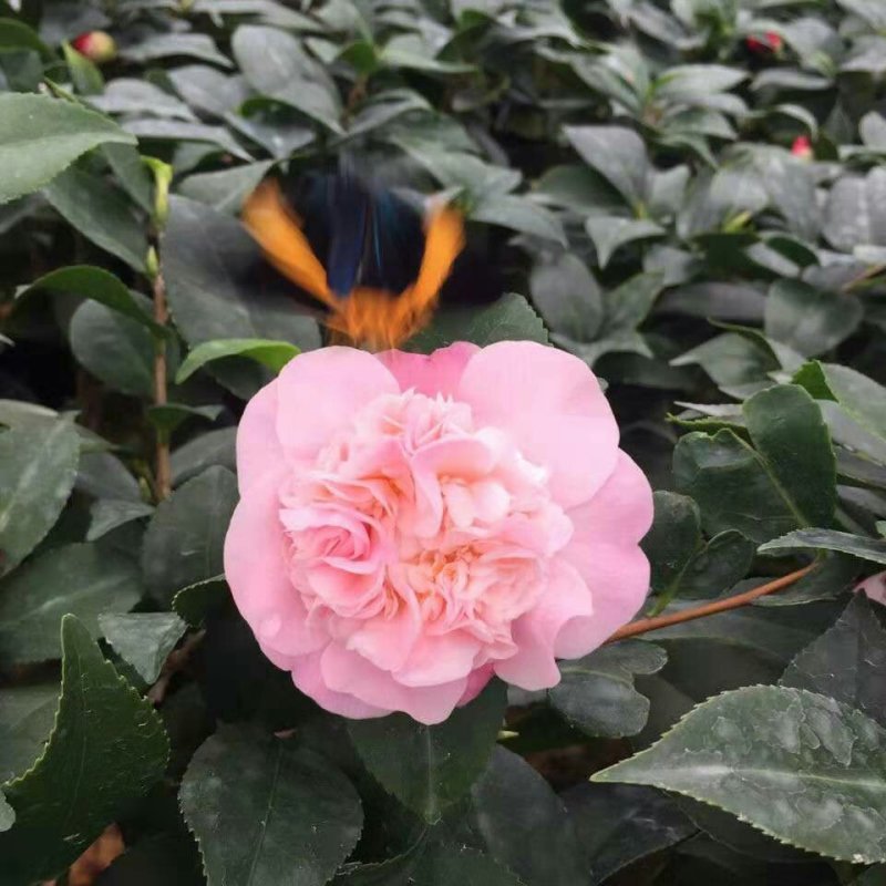 【当年开花】茶花树苗盆栽山茶花苗耐寒室内阳台庭院地栽花卉