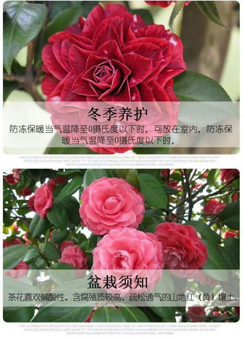 【当年开花】茶花树苗盆栽山茶花苗耐寒室内阳台庭院地栽花卉