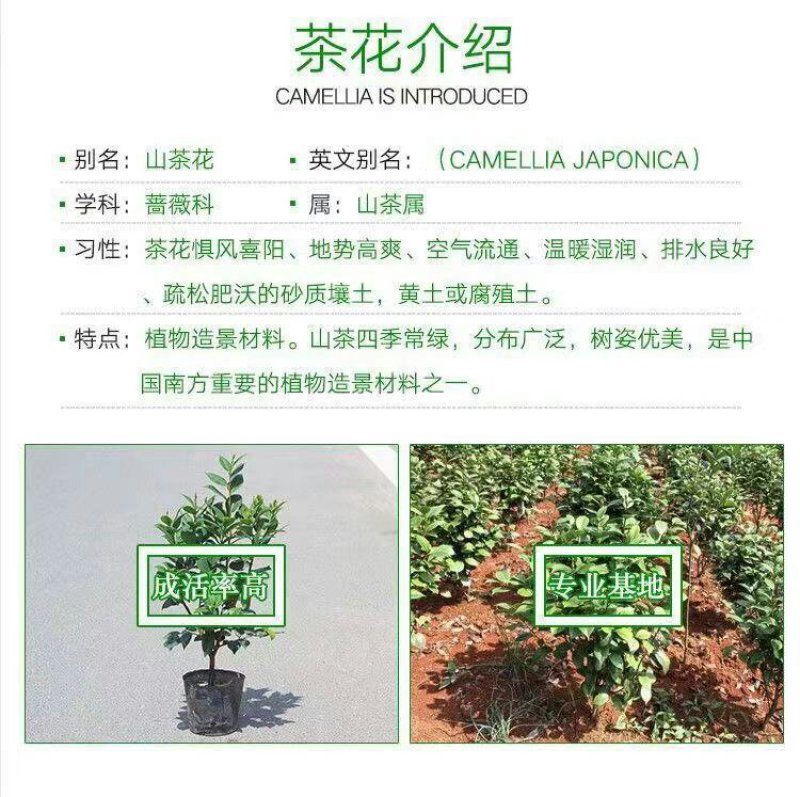 【当年开花】茶花树苗盆栽山茶花苗耐寒室内阳台庭院地栽花卉