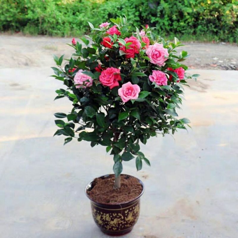 【当年开花】茶花树苗盆栽山茶花苗耐寒室内阳台庭院地栽花卉