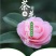 【当年开花】茶花树苗盆栽山茶花苗耐寒室内阳台庭院地栽花卉