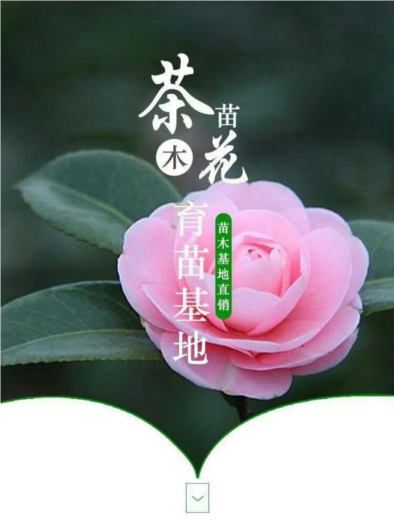 【当年开花】茶花树苗盆栽山茶花苗耐寒室内阳台庭院地栽花卉