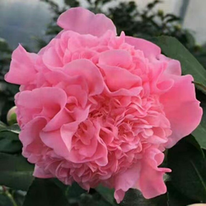 【当年开花】茶花树苗盆栽山茶花苗耐寒室内阳台庭院地栽花卉