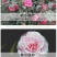 【当年开花】茶花树苗盆栽山茶花苗耐寒室内阳台庭院地栽花卉