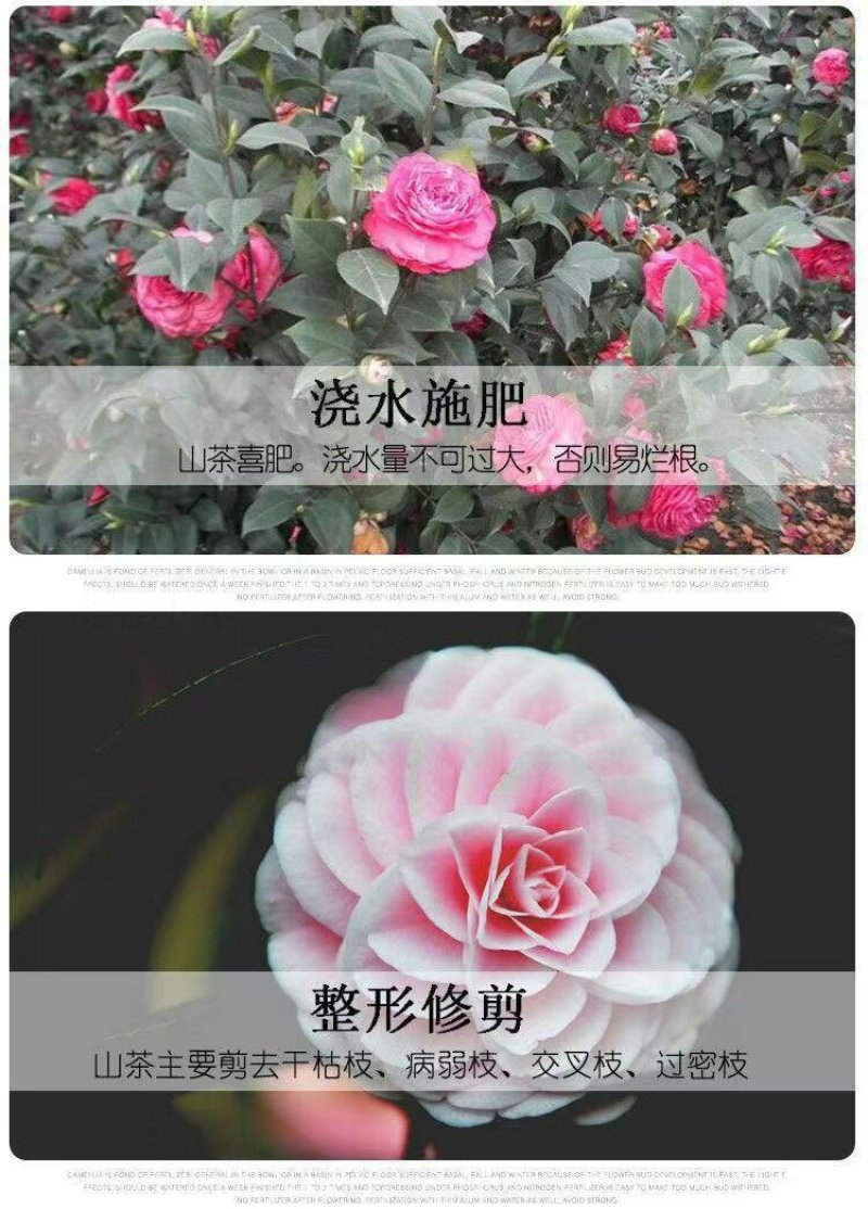 【当年开花】茶花树苗盆栽山茶花苗耐寒室内阳台庭院地栽花卉