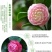 【当年开花】茶花树苗盆栽山茶花苗耐寒室内阳台庭院地栽花卉
