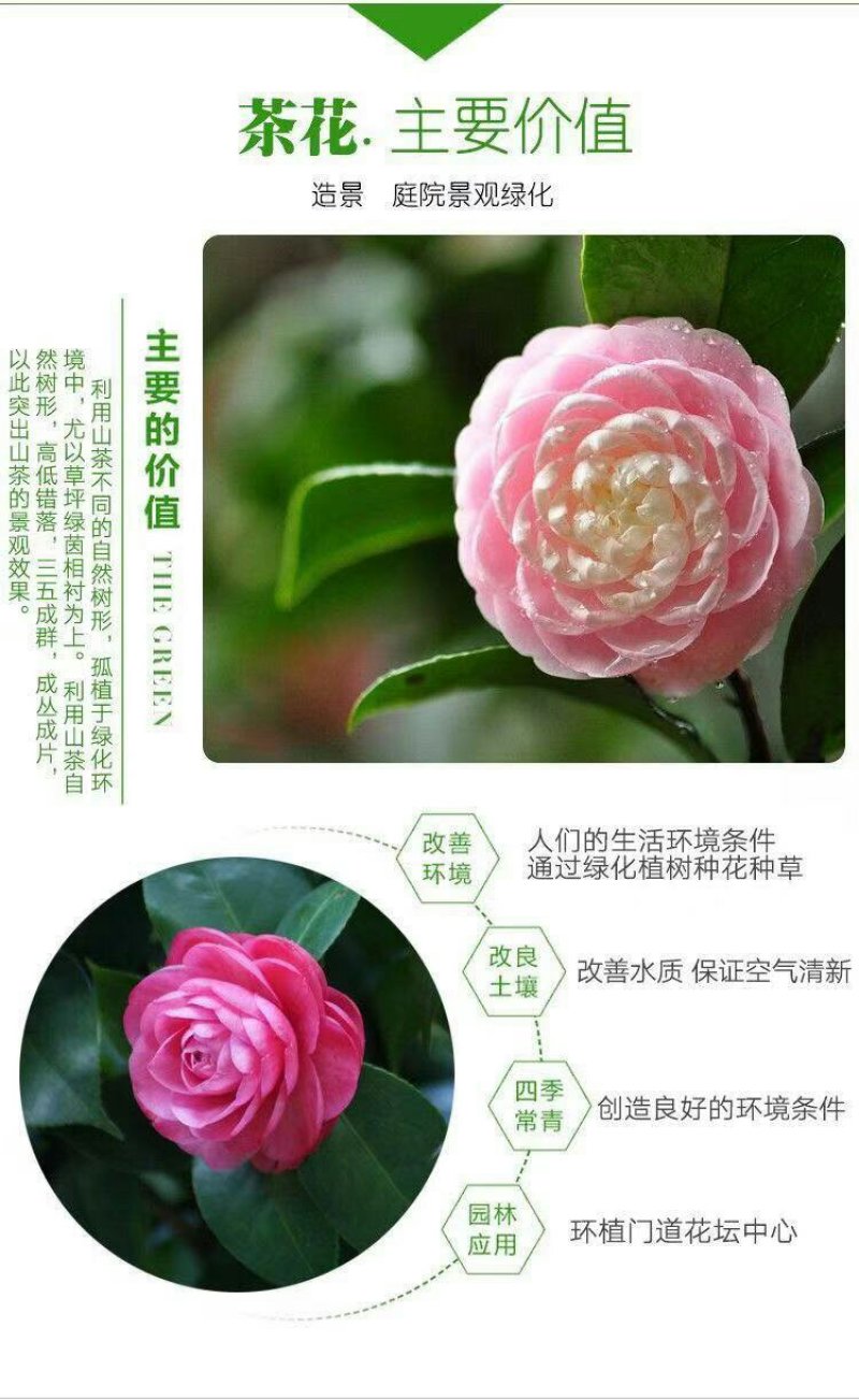 【当年开花】茶花树苗盆栽山茶花苗耐寒室内阳台庭院地栽花卉