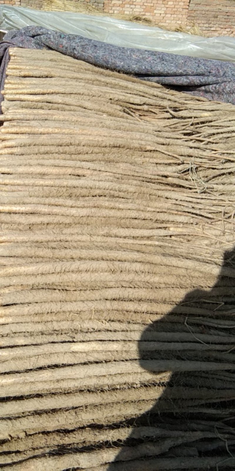 山西永济铁棍山药，产地直发，货源充足，量大从优，全国发货