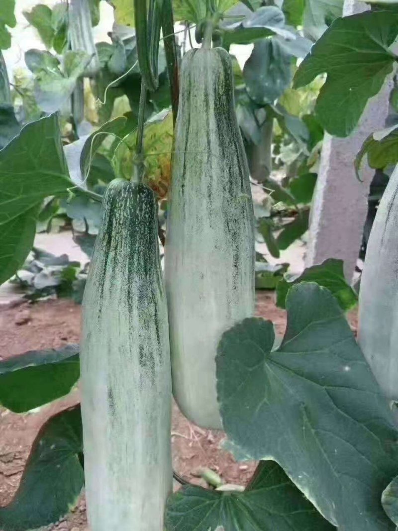 精品钞钥六一博洋系列高端香瓜，甜度大，糖分高。