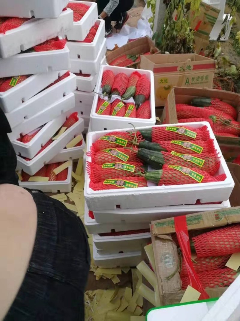 精品钞钥六一博洋系列高端香瓜，甜度大，糖分高。