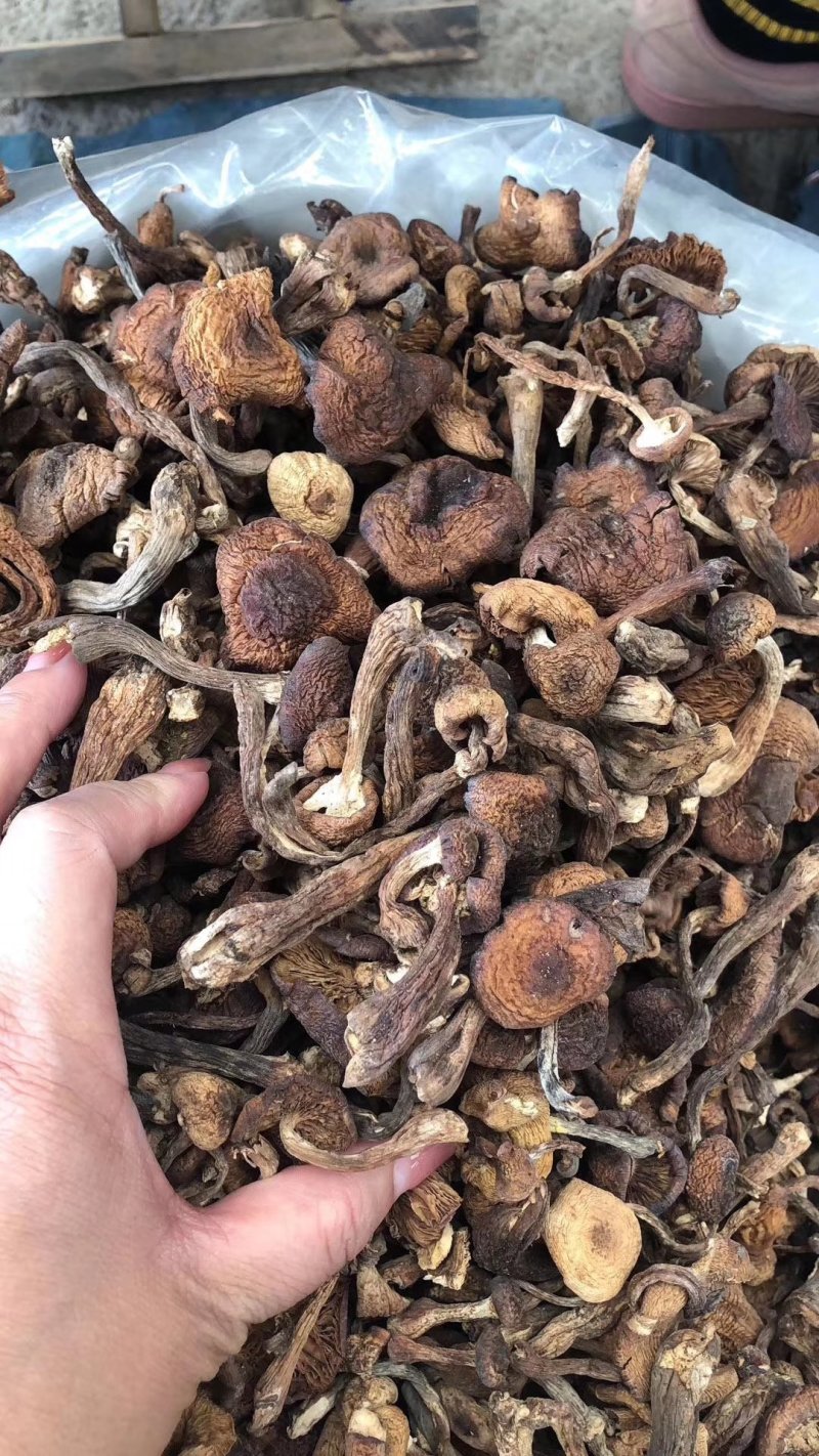 热卖款长白山特产纯野生一一一一一一一一一一榛蘑
