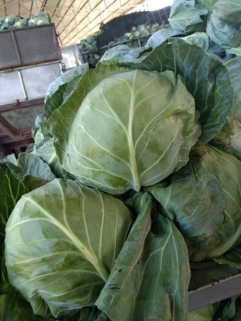 甘蓝二十一，精品绿甘蓝，精品中甘二十一
