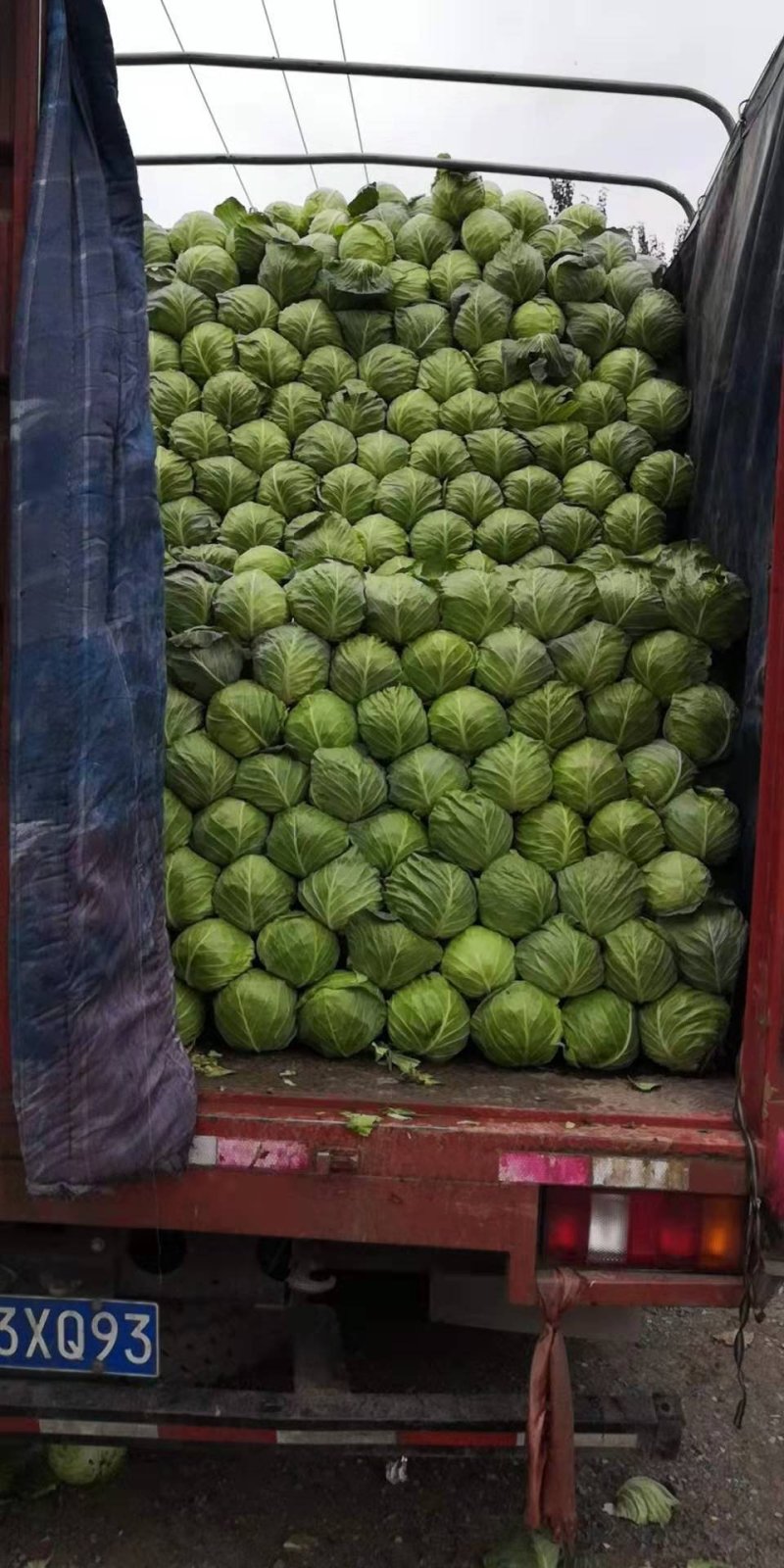 甘蓝二十一，精品绿甘蓝，精品中甘二十一