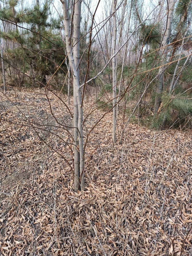 香花槐。自家种植，量大从优。工程绿化，道路之优选。