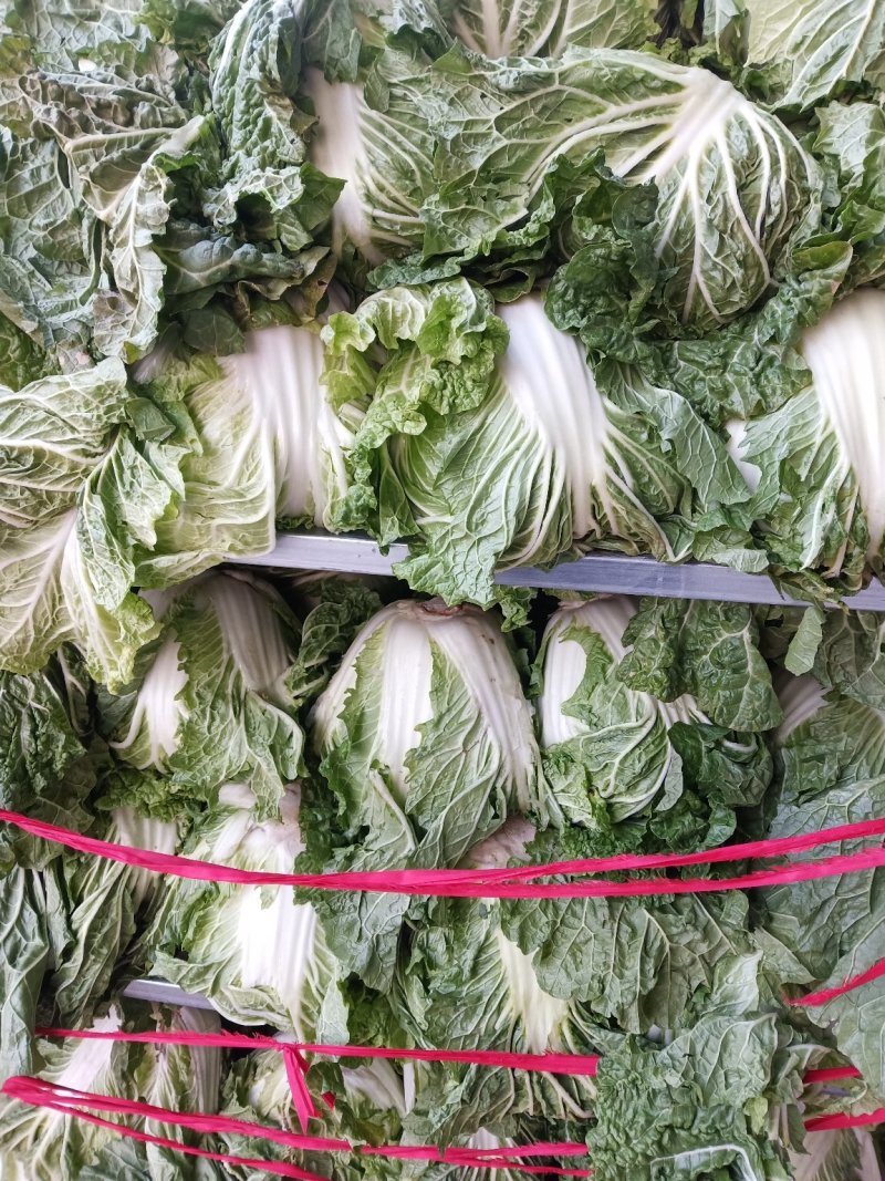 基地自己种植，800吨冷库白菜，专业码工装袋子，散装都可