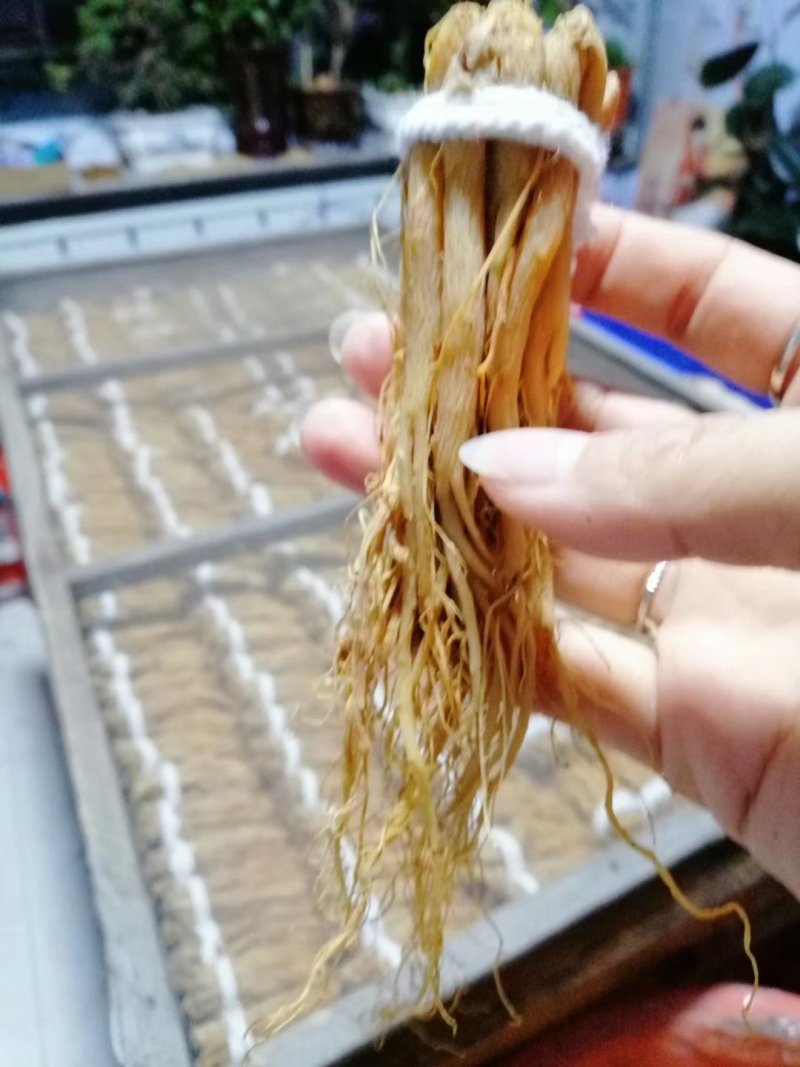 热卖款长白山特产人参的熟制品一一一一红参捆把须