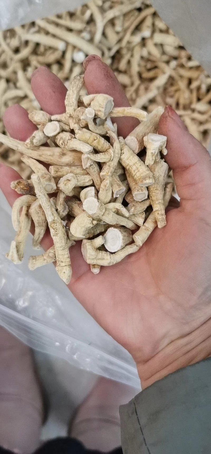热卖款长白山特产一一一一一一一一花旗参大中小腿