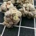 热卖款云南特产各种规格三七打的一一一一三七粉