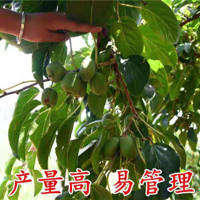 🔥促销【软枣猕猴桃】新品种红心嫁接包活包技术