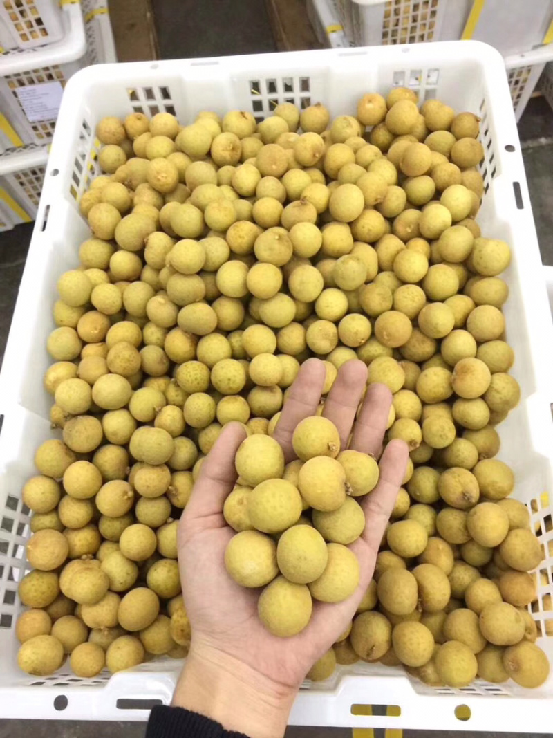 泰国东部龙眼，净果25斤，泰国工厂直发，长期供应货源