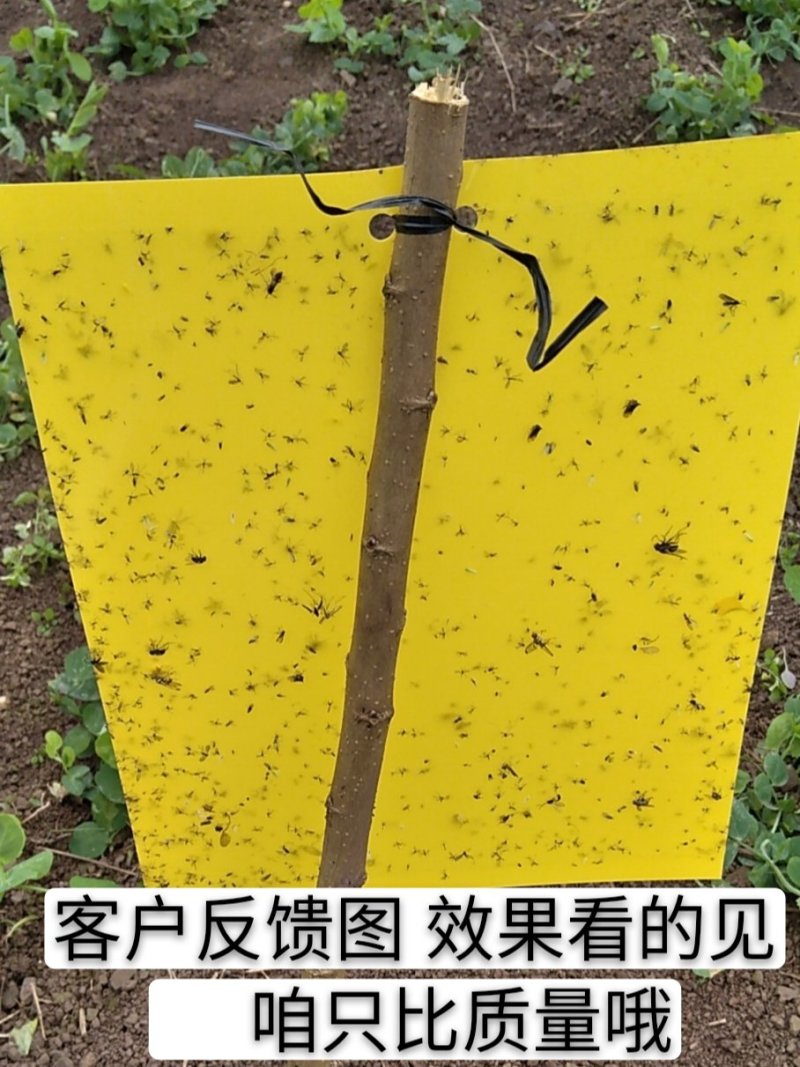粘虫板，黄板蓝板，双面粘虫板，20✘25诱虫板，果园