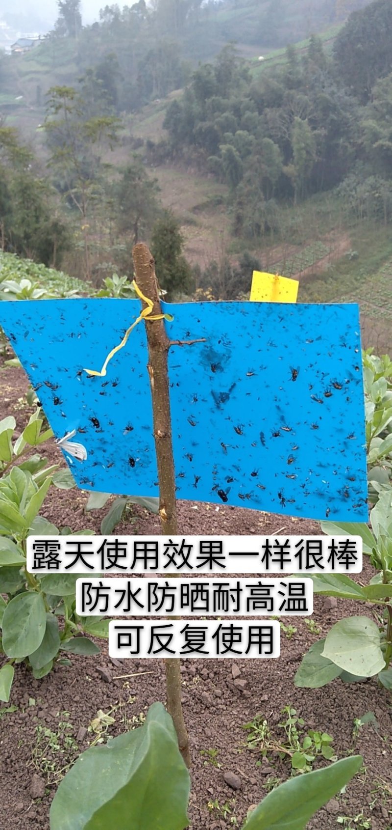 粘虫板，黄板蓝板，双面粘虫板，20✘25诱虫板，果园