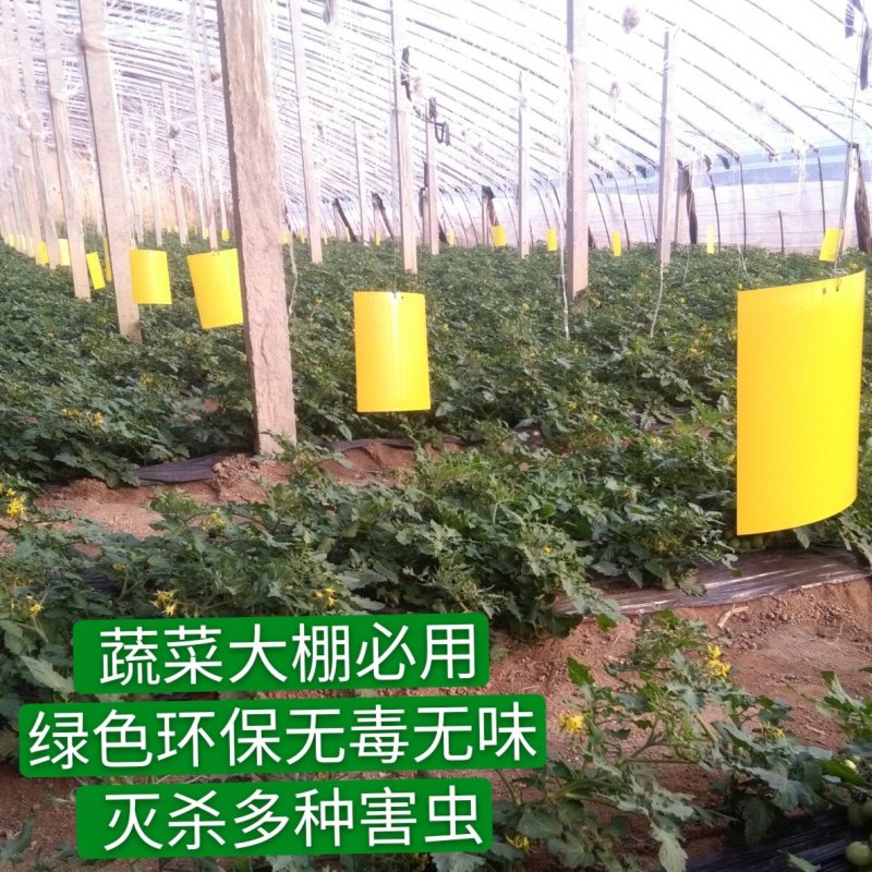 粘虫板，黄板蓝板，双面粘虫板，20✘25诱虫板，果园