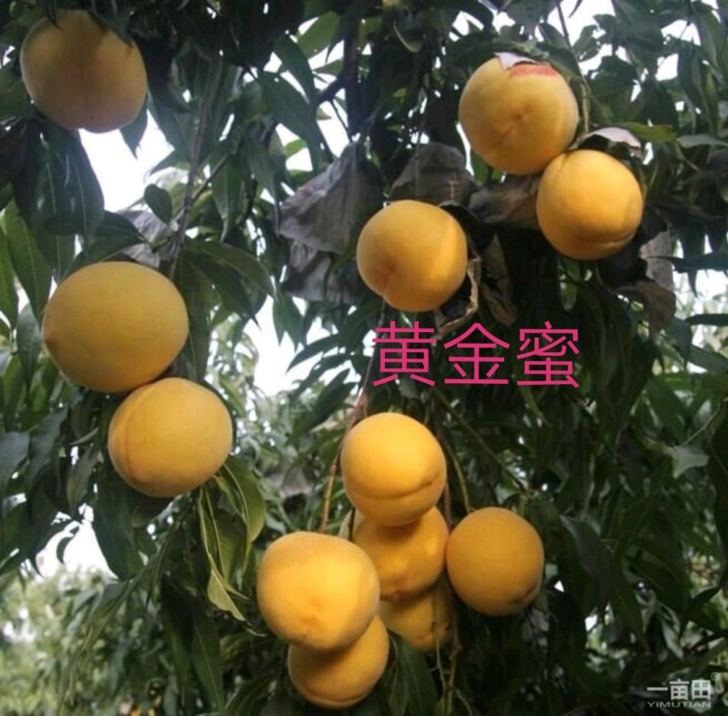 黄金蜜4号黄桃睌熟品种大果型，果肉香甜，基地直供