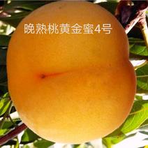 黄金蜜4号黄桃睌熟品种大果型，果肉香甜，基地直供