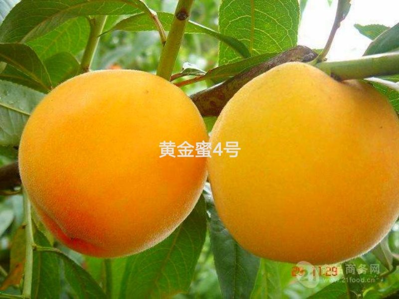 黄金蜜4号黄桃睌熟品种大果型，果肉香甜，基地直供