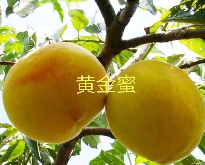 黄金蜜4号黄桃睌熟品种大果型，果肉香甜，基地直供